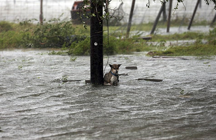 gali-bti-poor-dogs-abandoned-during-floods-3-59a3d8bdc9bf2__700.jpg