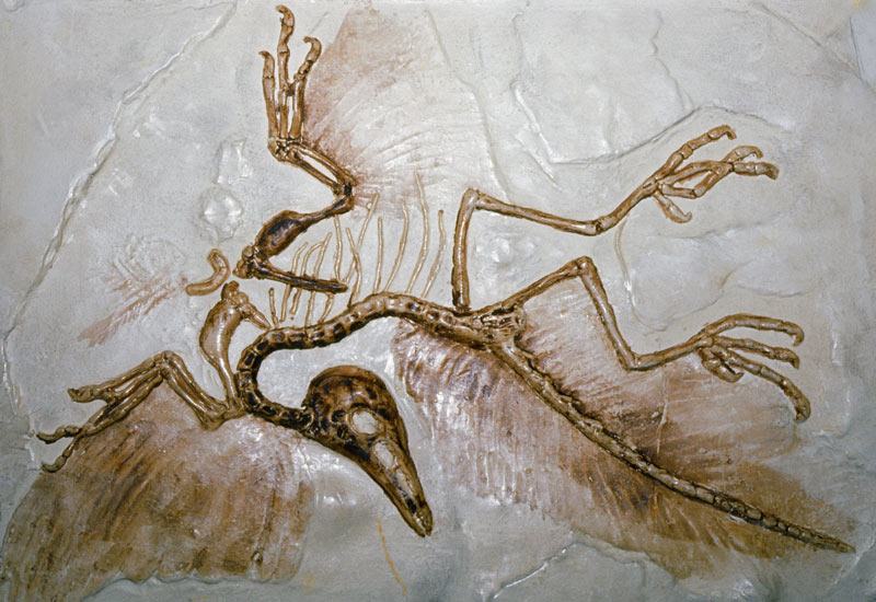 Archaeopteryx-fossil-004.jpg