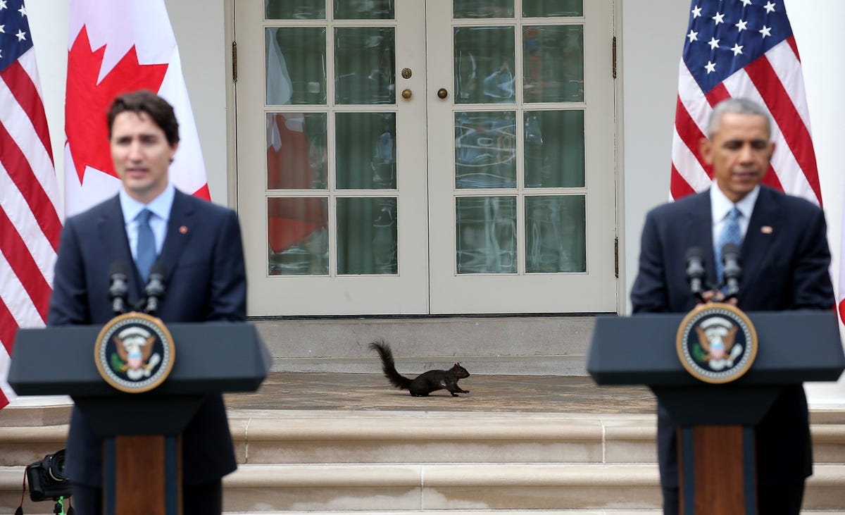 a-squirrel-walks-along-the-colonnade-outside-the-oval-office-as-us-president-barack-obama-and-canadian-prime-minister-justin-trudeau-hold-a-joint-press-conference-in-the-rose-garden-of-the-white-house-march-10-2016-in-washington-dc.jpg