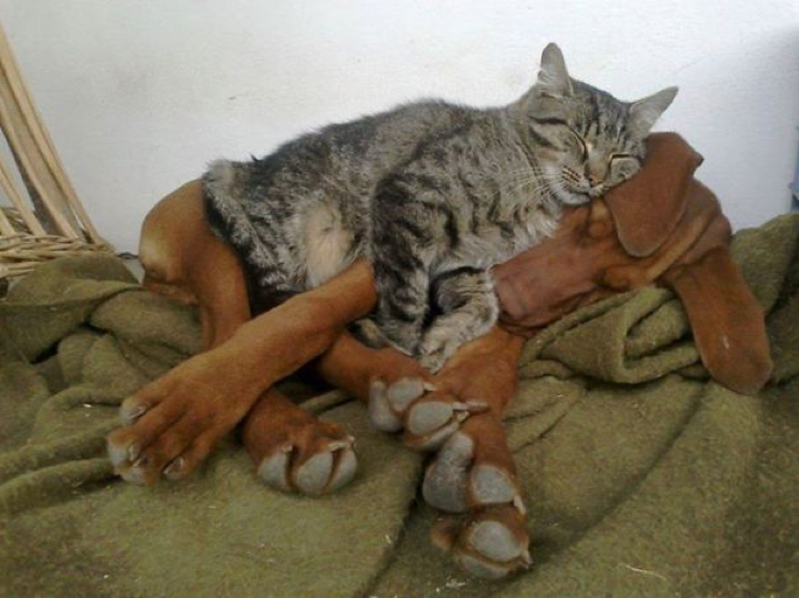 04-cats-sleeping-on-dogs_720x539.jpg
