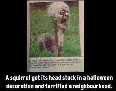 funny-newspaper-article-squirrel.jpg