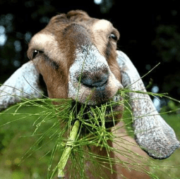 Goat-Grass-Outlet.png