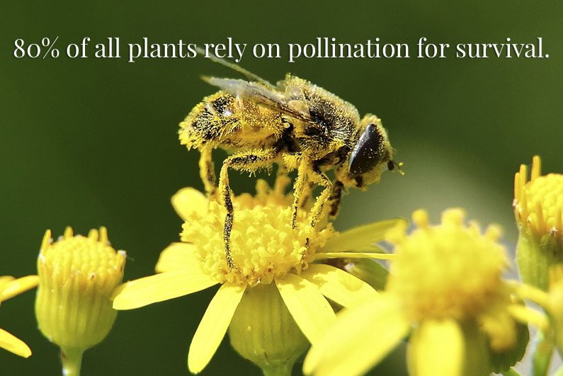 80-percent-plants-pollination.jpg