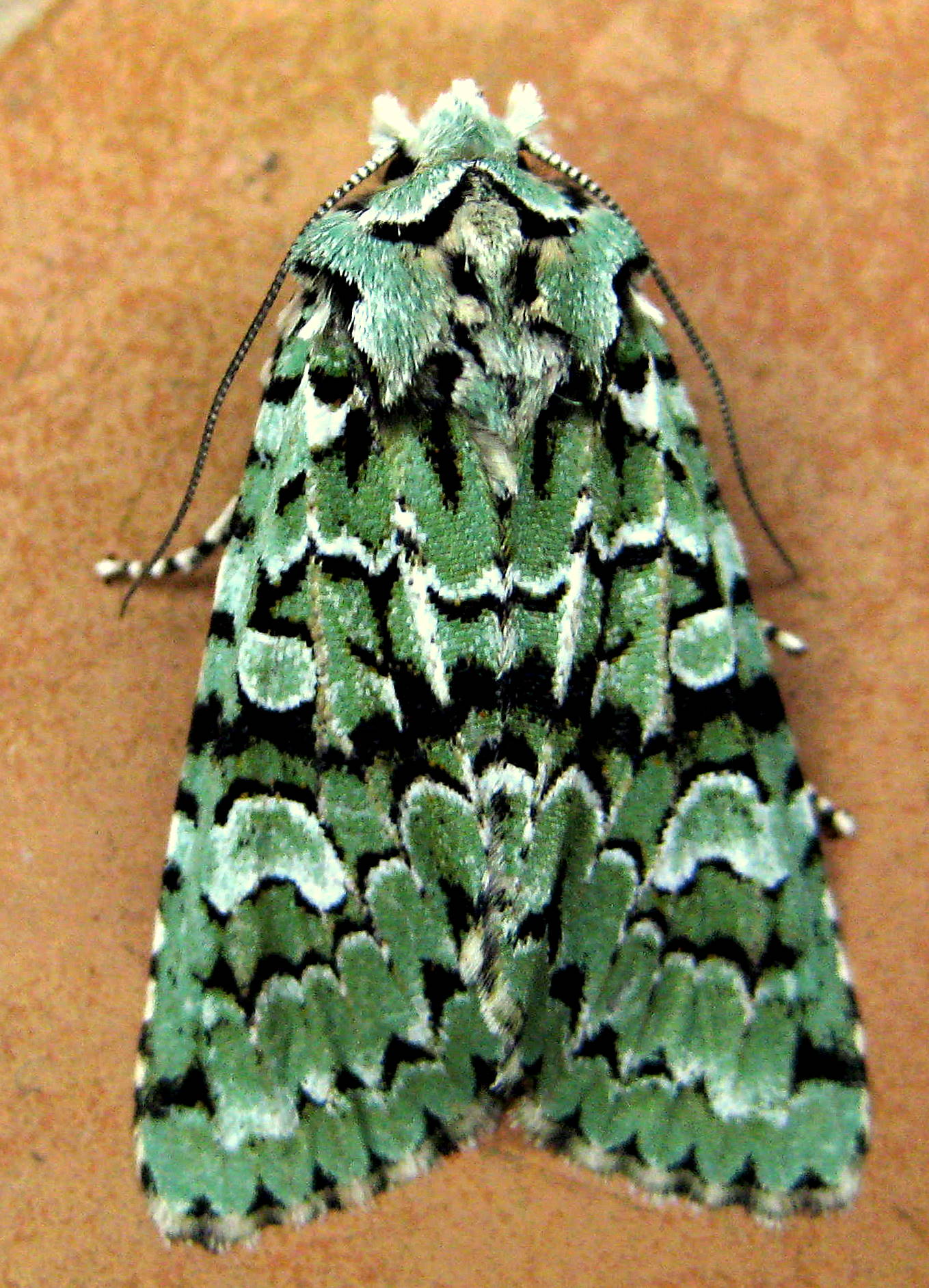 merveille-du-jour-garden-moths-021010-002.jpg