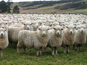 sheep_herd1.jpg