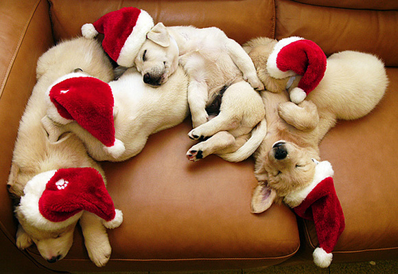 Cute-Christmas-Animals-28.jpg