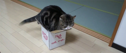 Even-if-it-doesnt-fits-i-sits.gif