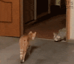 Freaked-out-kitty.gif