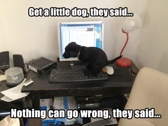 funny-cute-puppy-keyboard1.jpg