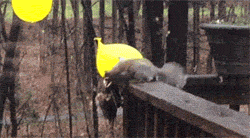 funny-gif-squirrel-bird-feeder-balloon1.gif
