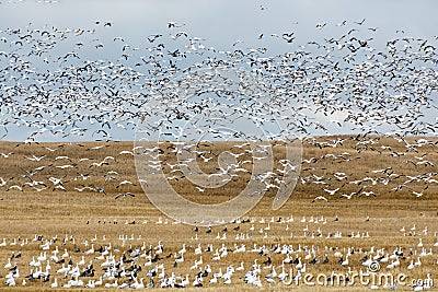 fall-goose-migration-greater-lesser-snow-geese-saskatchewan-canada-46454268.jpg
