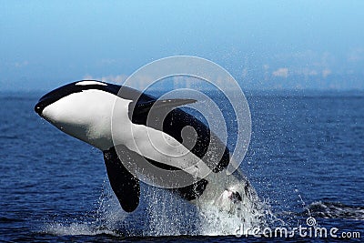 orca-killer-whale-breaching-20959381.jpg