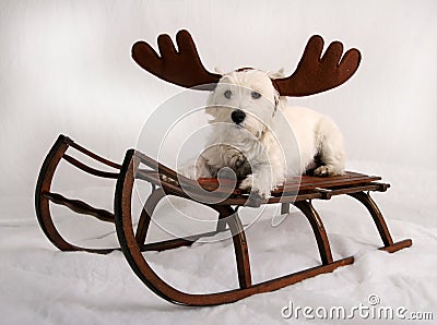 reindeer-dog-356549.jpg
