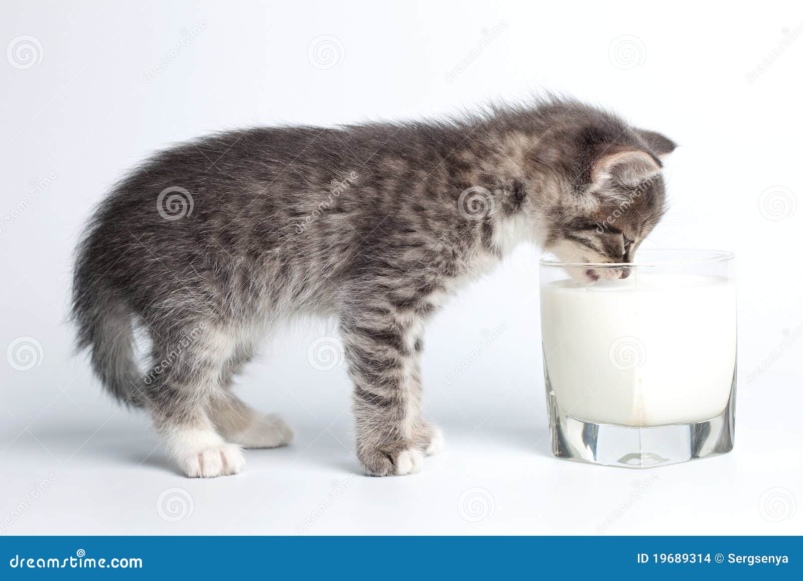 gray-kitten-drinking-milk-cup-19689314.jpg