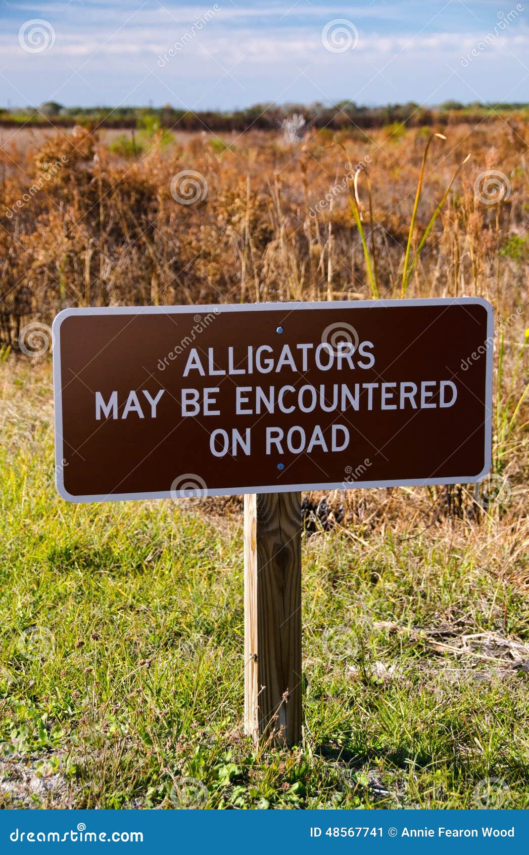 image-alligators-may-be-encountered-road-sign-warning-kissimmee-prairie-state-park-florida-48567741.jpg
