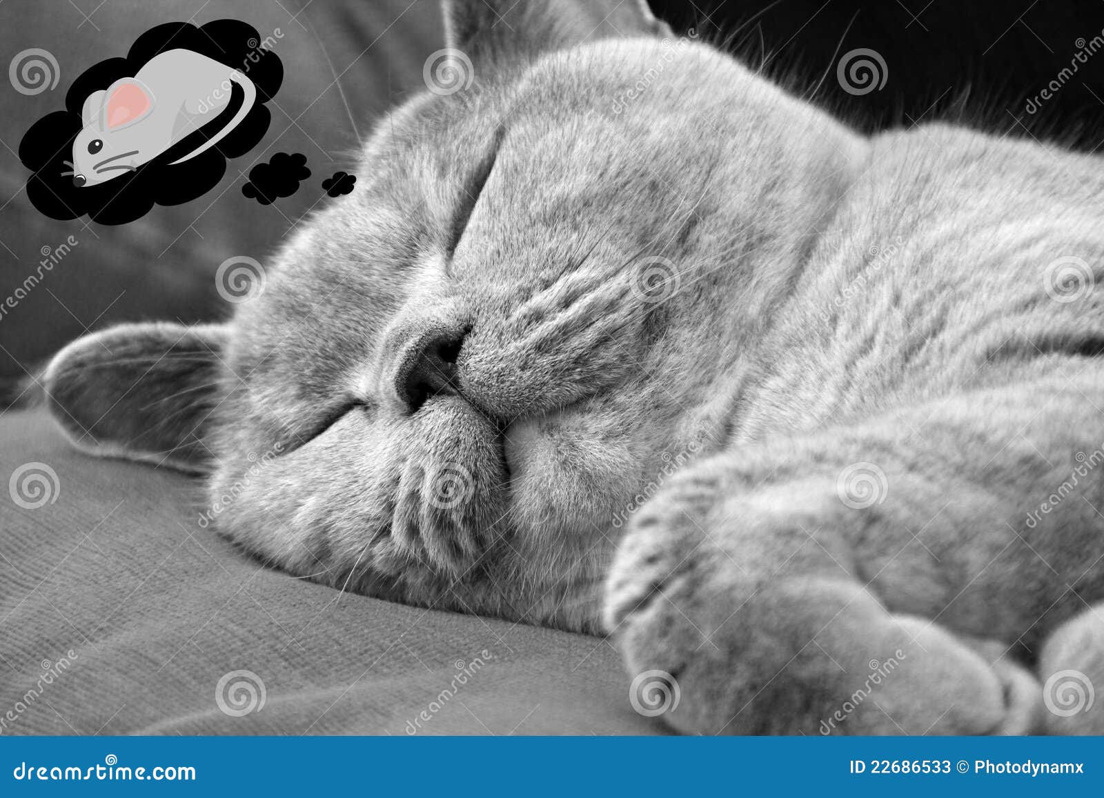 sleeping-cat-dreaming-mice-22686533.jpg