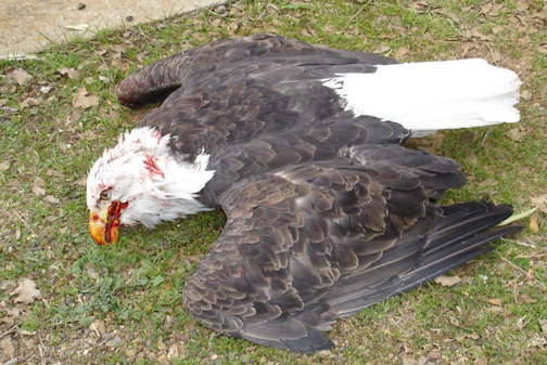 windmill-wind-farm-turbine-kill-bald-eagles-birds-bats-sad-hill-news.jpg