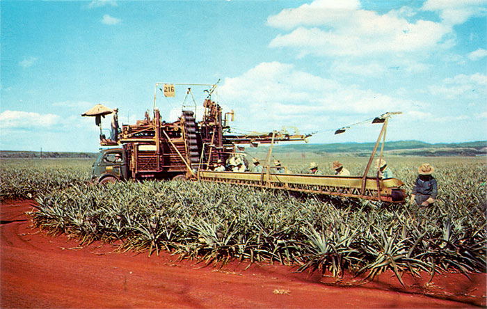 pineapple-harvesting-in-our-50th-state-hawaii.jpg
