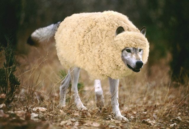 wolf-in-sheeps-clothing1.jpg
