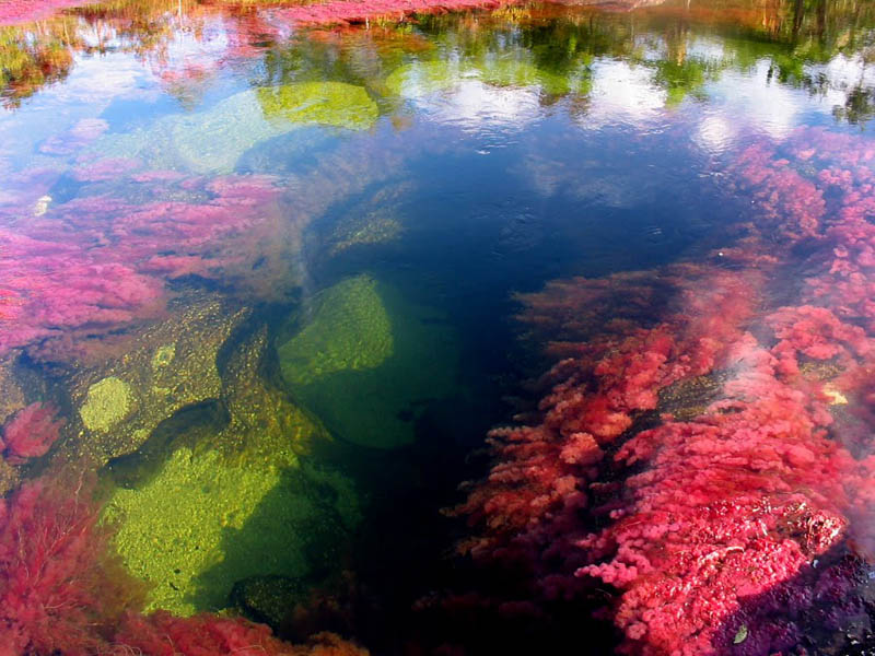 rio-cano-cristales-river-of-five-colours-columbia-20.jpg