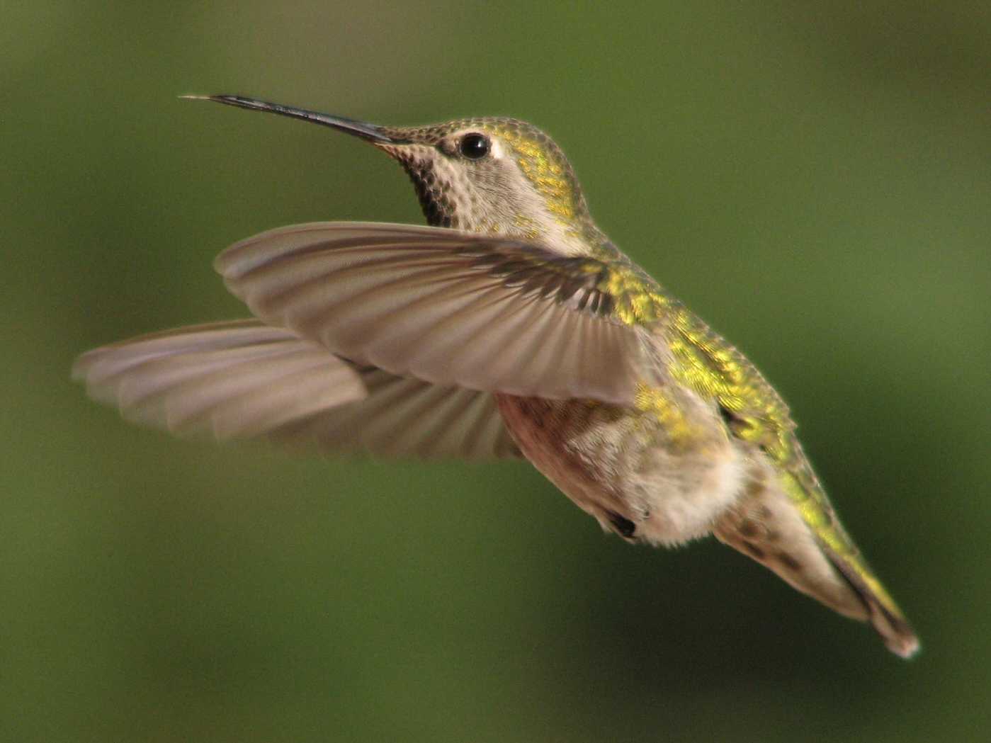 Annas_Hummingbird_%28female_in_flight%29.jpg