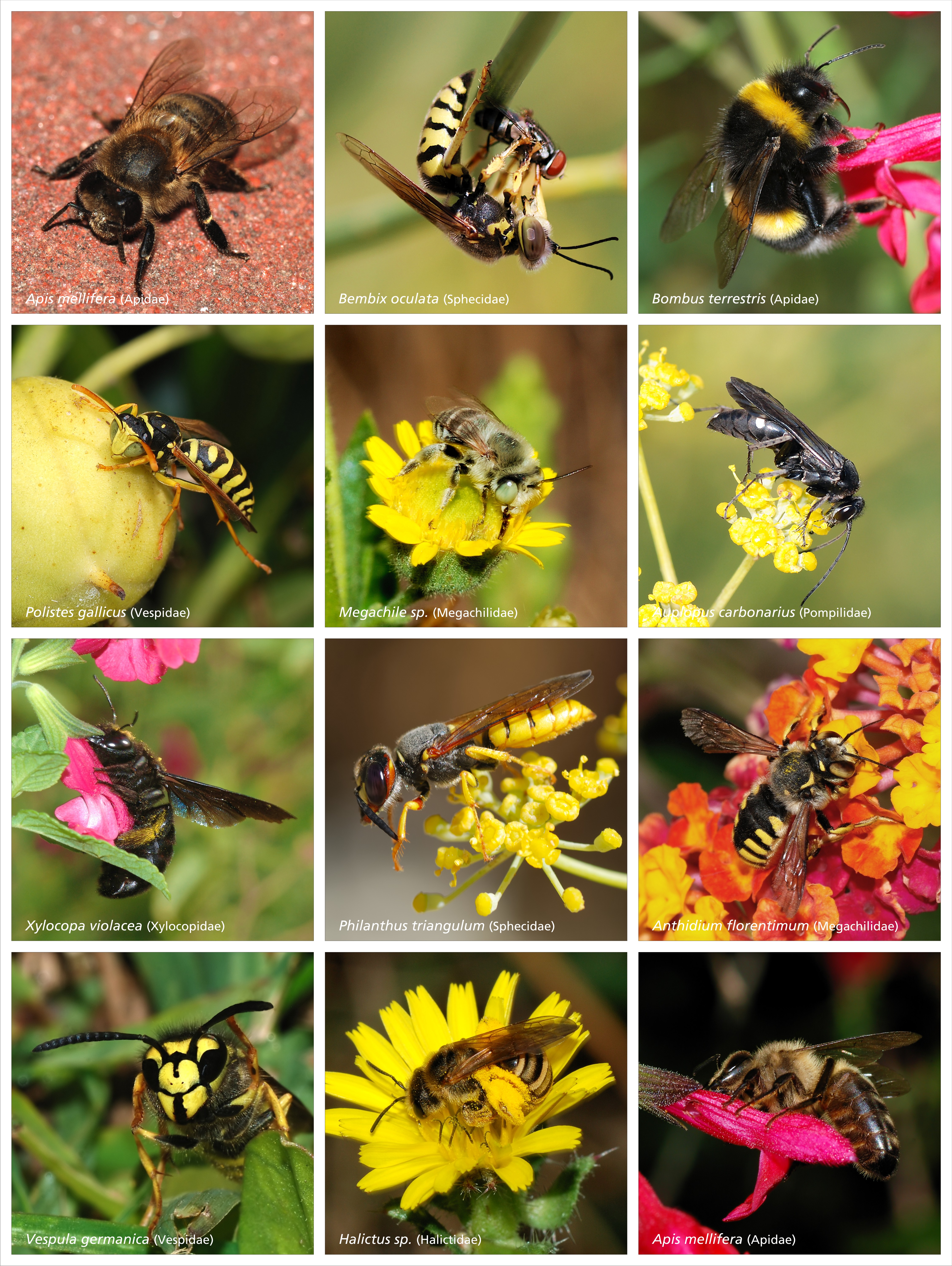 Bees_and_Wasps.jpg