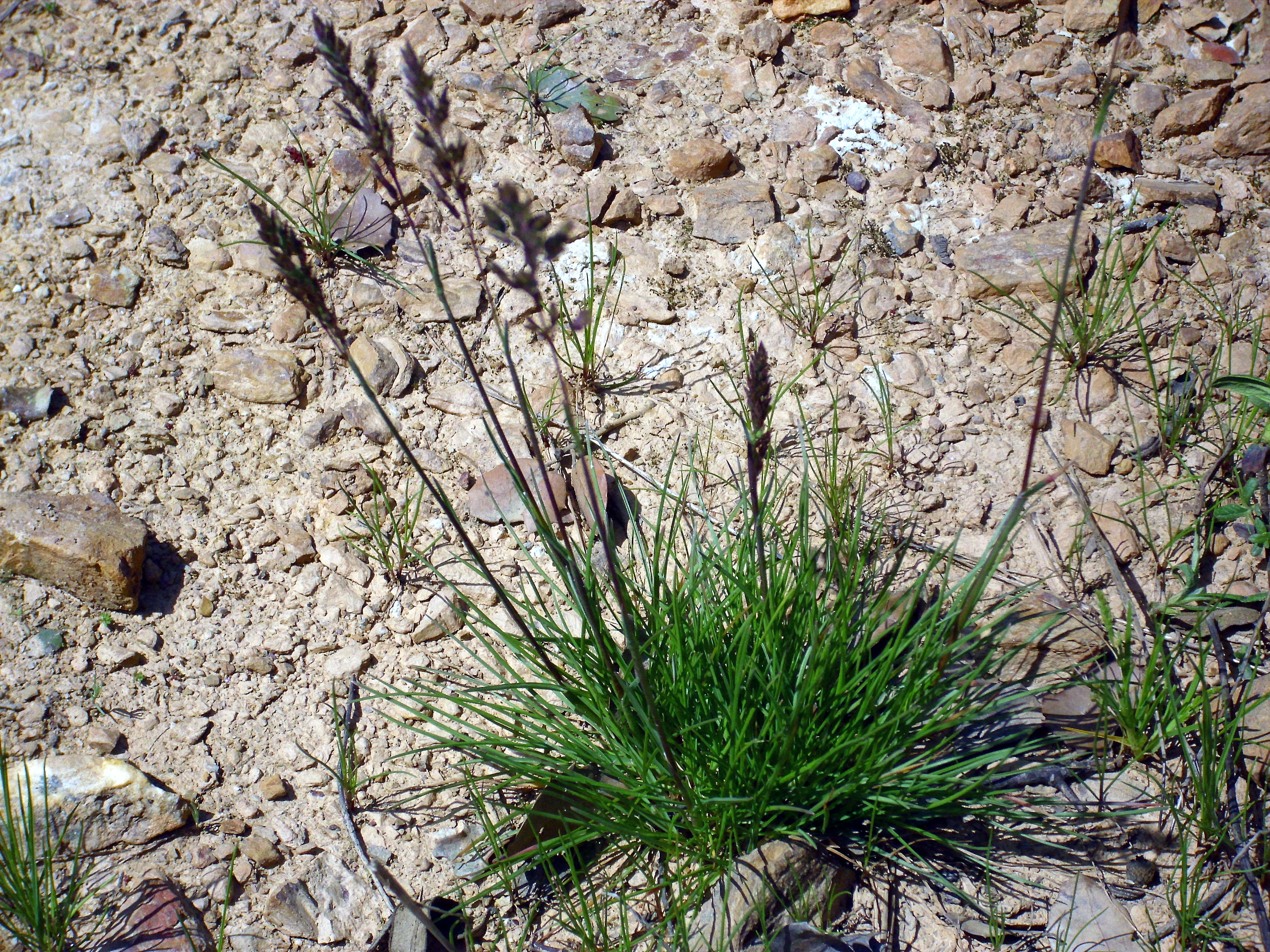 Agrostis_canina_Habitus_2010-4-02_SierraMadrona.jpg