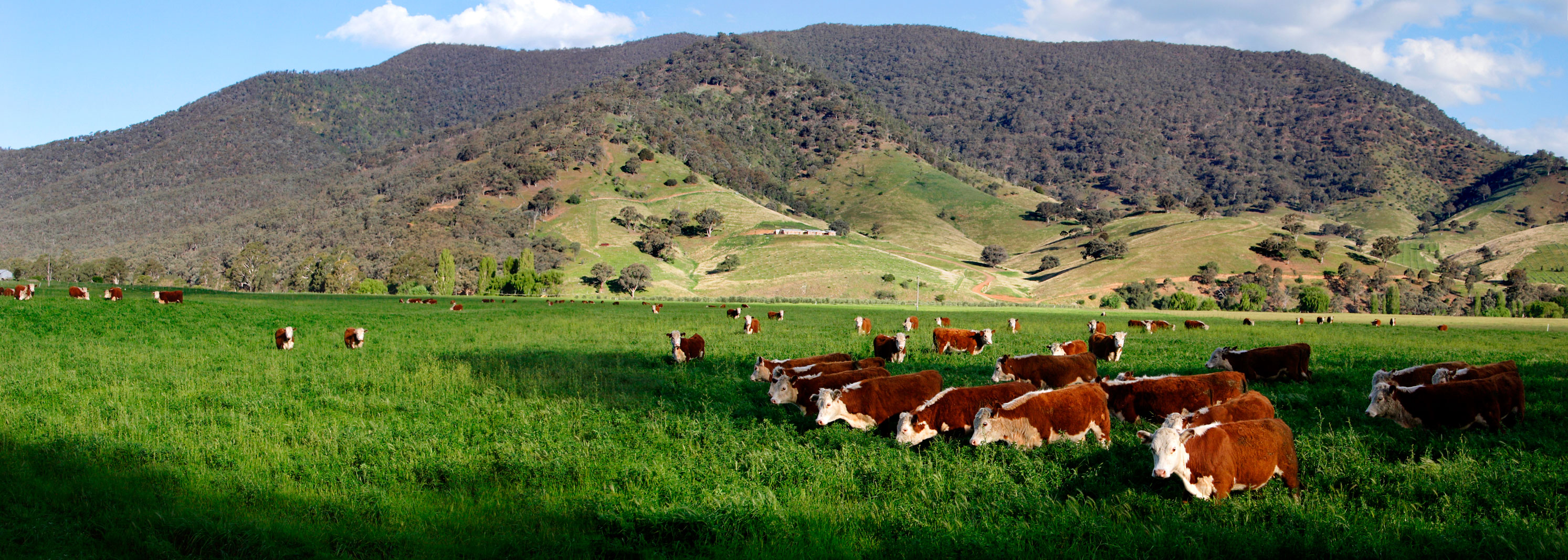 Cows_in_green_field_-_nullamunjie_olive_grove.jpg