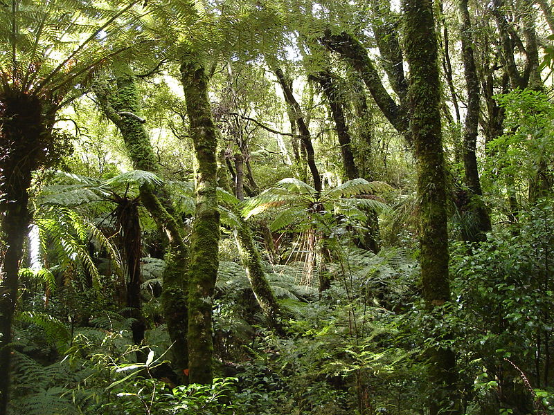 800px-Rain_forest_NZ.JPG