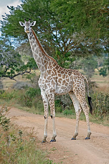 220px-Female_Giraffe_Mikumi_National_Park.jpg