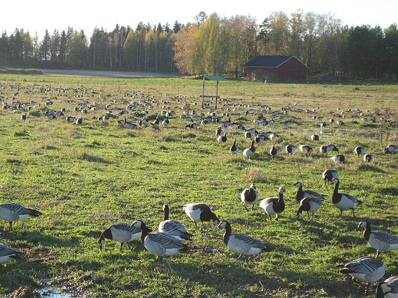 800px-A_flock_of_barnacle_geese_in_Helsinki%2C_Finland.jpg