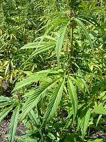 220px-Hemp_plants-cannabis_sativa-single_3.JPG