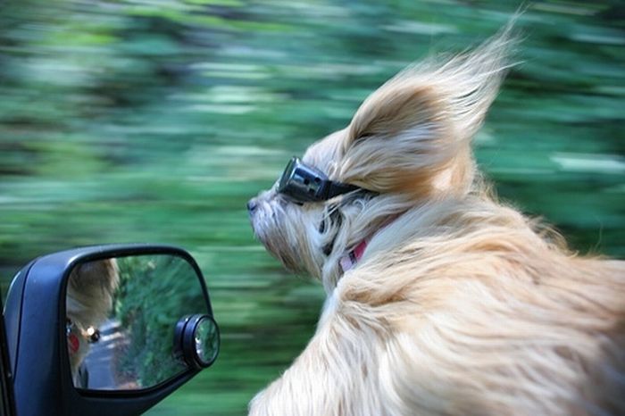 dogs_love_car_and_wind_09.jpg