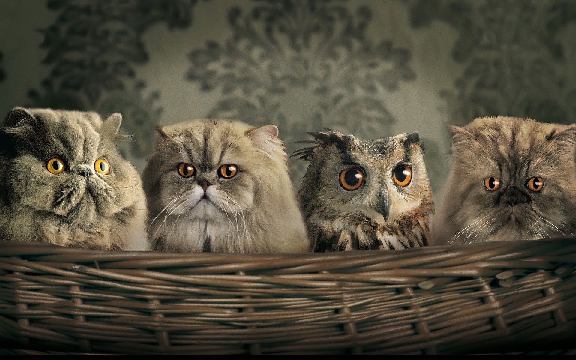 126941-animals-cat-baskets-hiding-camouflage-yellow_eyes.jpg