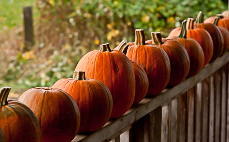 Pumpkins-in-a-row.jpg