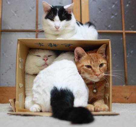 funny-cats-home-paper-box.jpg