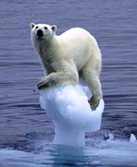 polar-bear-stranded.jpg
