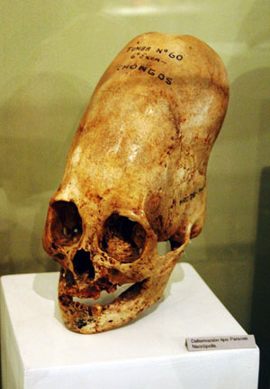 museum-skull.jpg