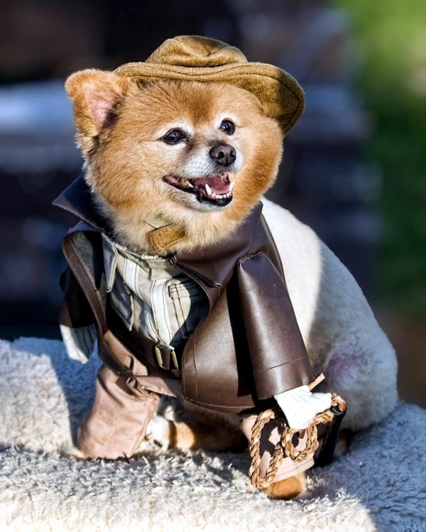halloween-costumes-for-pets-mounted-10-480.jpg