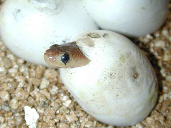 baby-snake-egg.jpg
