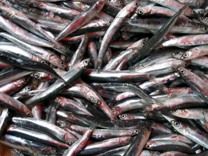 anchovy.jpg