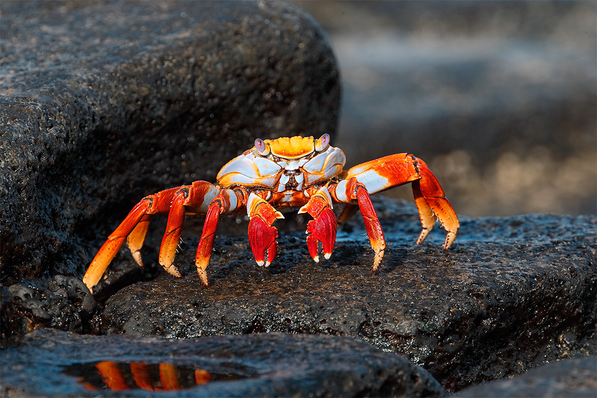 sally-lightfoot-crab-adult-on-lava-rock-_y5o6776-bachas-island-galapagos-ecuador.jpg