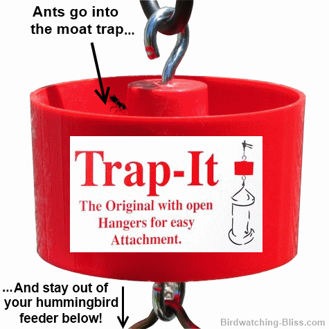 hummingbird-feeder-ant-moat-trap.gif