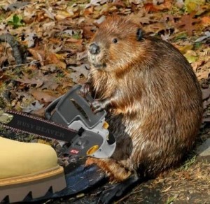 Beaver-with-a-chainsaw-300x292.jpg