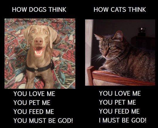 Dogs-and-cats.jpg