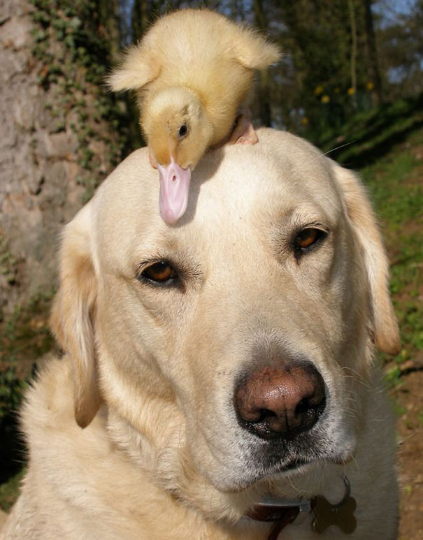 unusual-animal-friendship-4-1.jpg