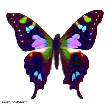 147-purple-butterfly.jpg