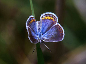 Karner_Blue_Butterfly.jpg