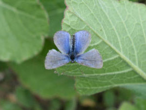 Palos_Verdes_blue_butterfly.jpg