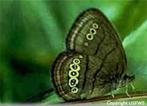 mitchells-satyr-butterfly.jpg